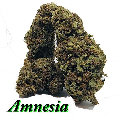 Amnesia